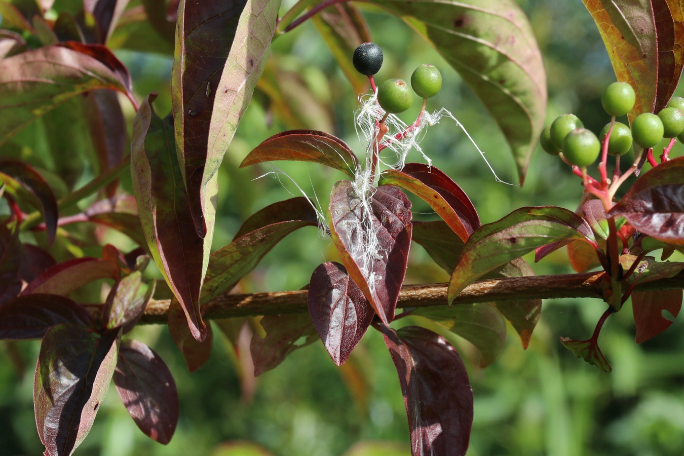 Изображение особи Swida sanguinea.