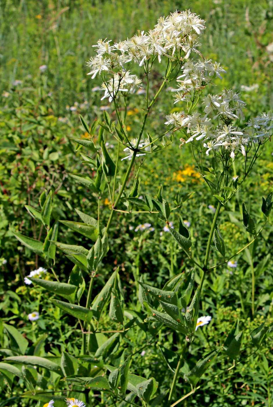 Изображение особи Clematis recta.