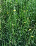 Tragopogon pratensis