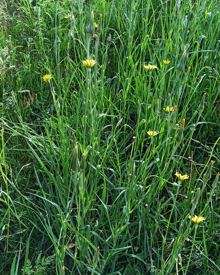 Image of Tragopogon pratensis specimen.