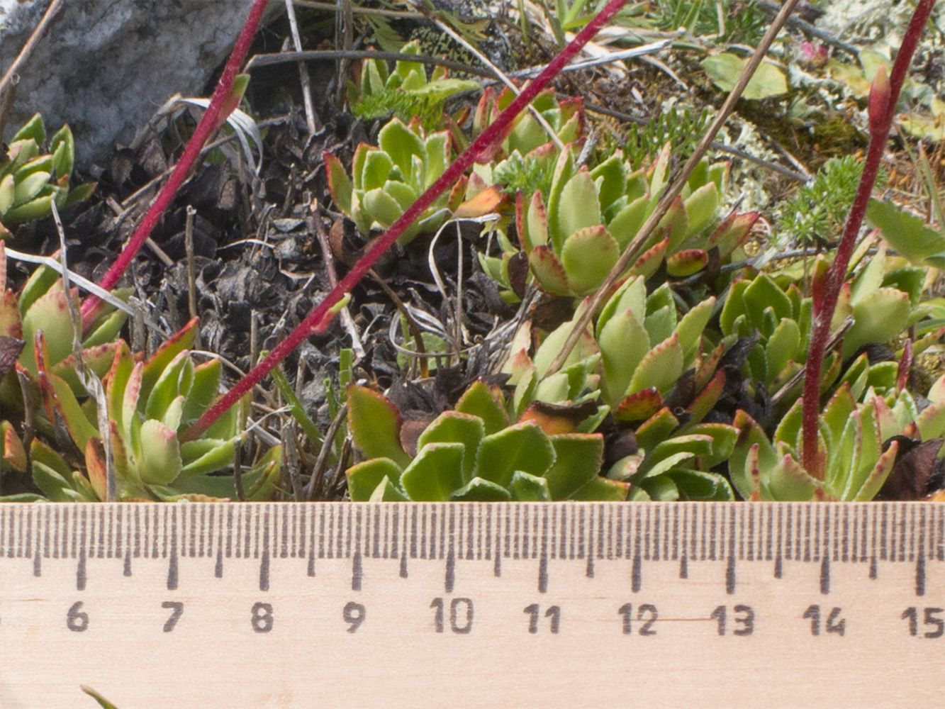 Изображение особи Saxifraga kolenatiana.