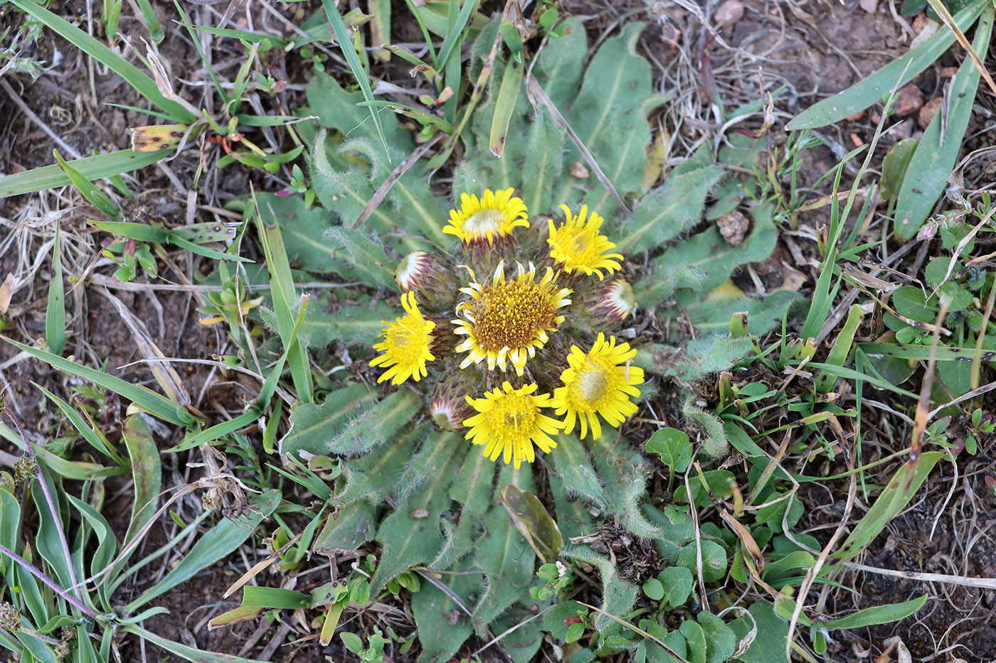 Изображение особи Inula rhizocephala.