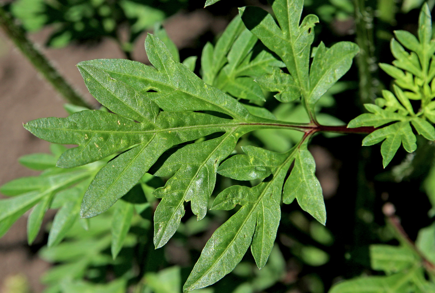 Image of Cosmos sulphureus specimen.