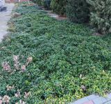 Vinca minor. Поляна из высаженных растений. Волгоград, Красноармейский р-н, территория ГУЗ «КБСМП № 15». 03.11.2025.