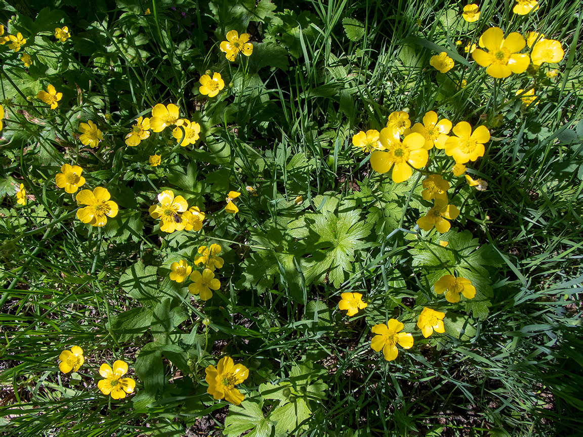 Изображение особи Ranunculus constantinopolitanus.