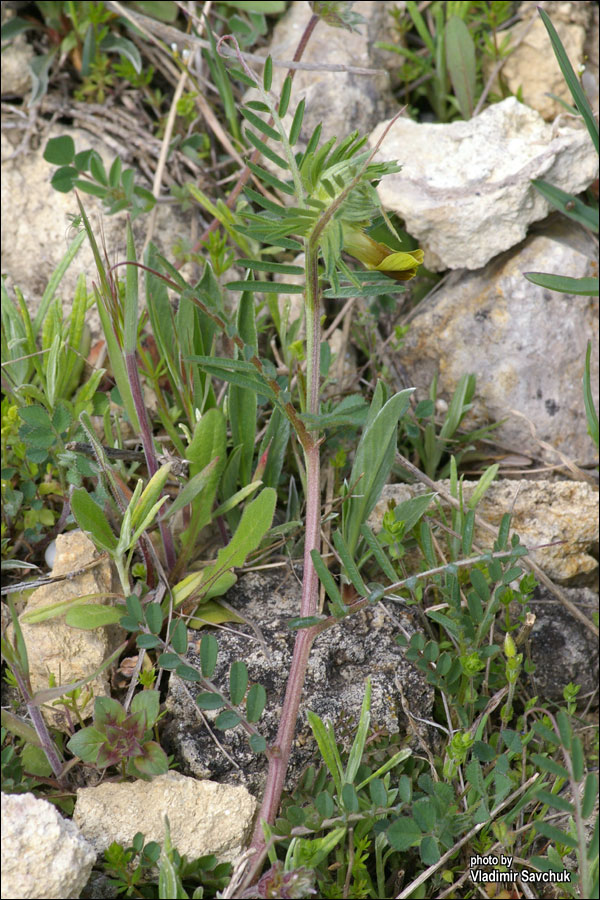 Изображение особи Vicia anatolica.