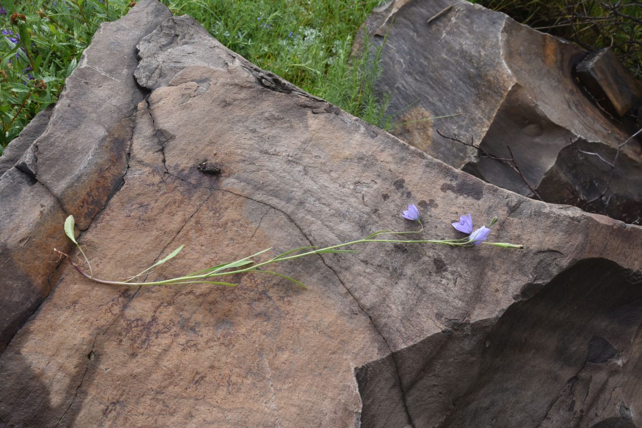 Изображение особи род Campanula.