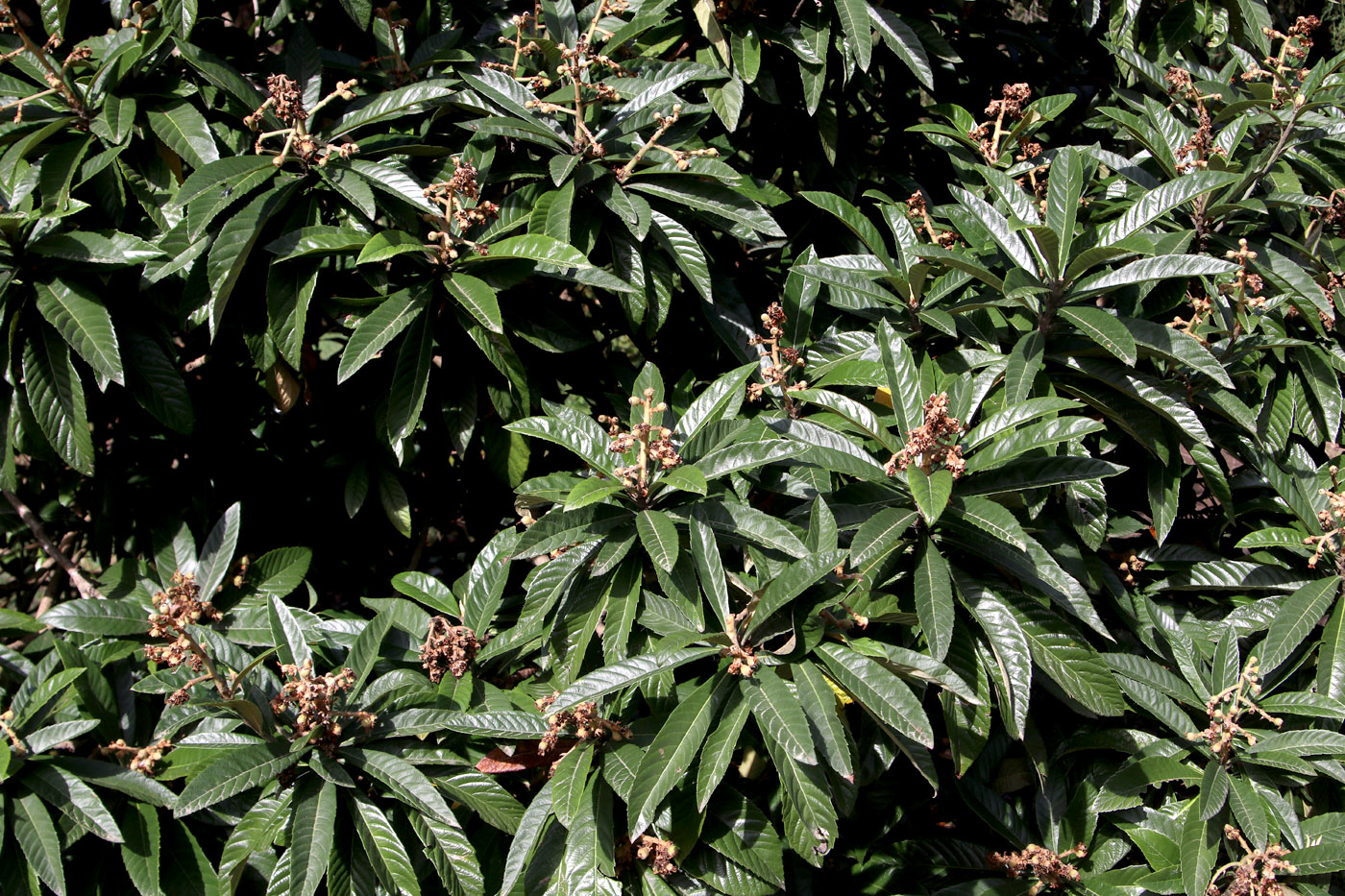 Изображение особи Eriobotrya japonica.