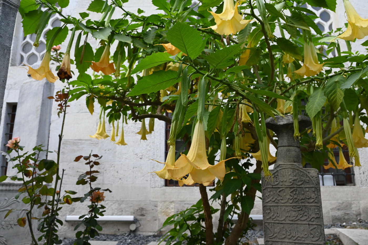 Изображение особи род Brugmansia.