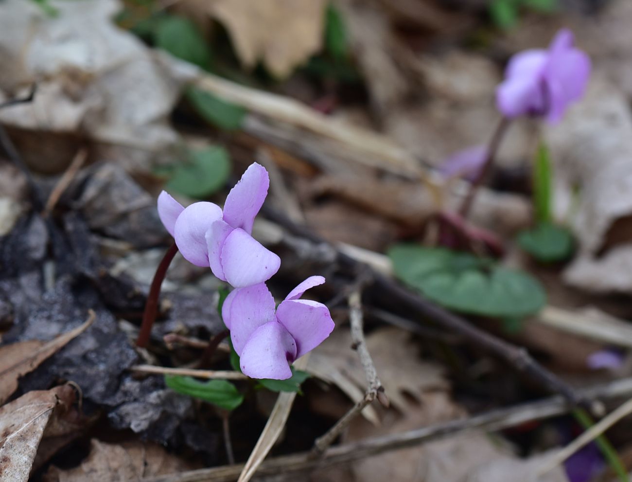 Image of Cyclamen coum specimen.