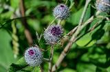 Arctium tomentosum. Распускающиеся соцветия. Калининградская обл., Гурьевский р-н, пос. Зеленополье, у дороги. 02.07.2025.