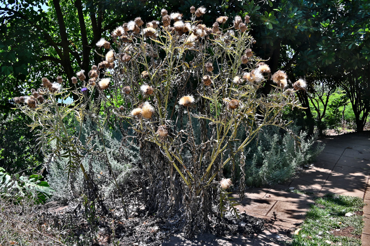 Image of Cynara scolymus specimen.