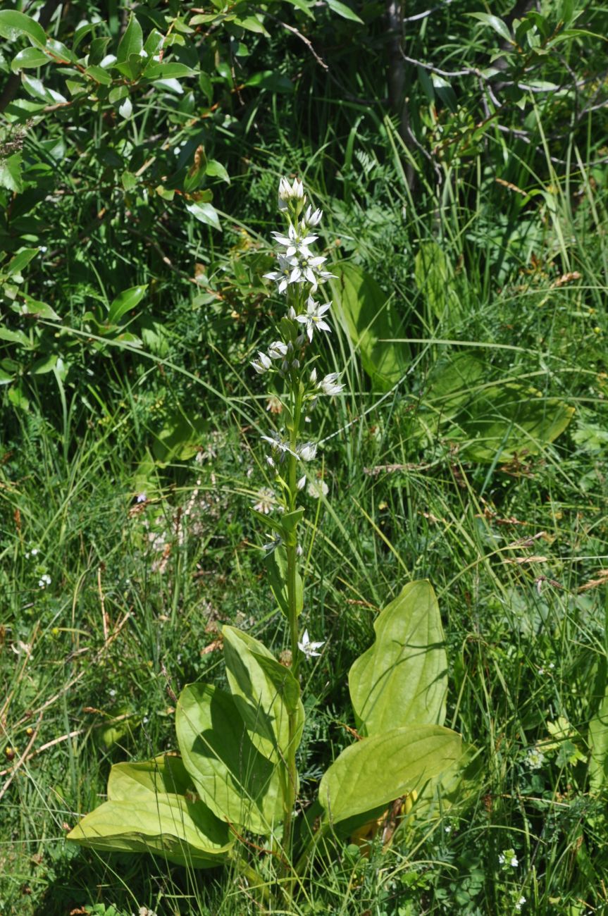 Image of Swertia iberica specimen.