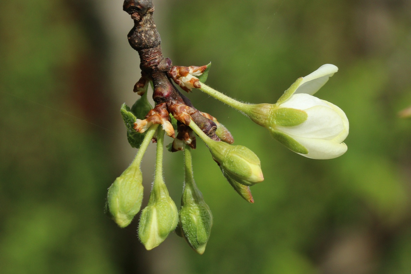 Изображение особи Prunus domestica.