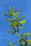 genus Robinia. Верхняя ветвь с развивающимися соцветиями. Санкт-Петербург, Кировский р-н, двор жилого дома, декоративное озеленение. 25.05.2026.