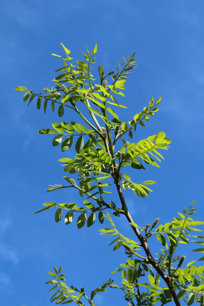 Изображение особи род Robinia.