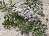 Glehnia litoralis. Цветущее растение. Приморский край, Лазовский р-н, окр. дер. Глазковка вблизи мыса Кит, песчаная морская терраса. 14.06.2026.