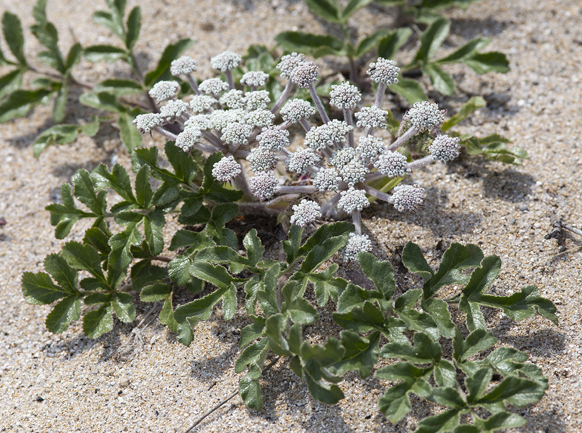Image of Glehnia litoralis specimen.
