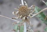 Anvillea garcinii. Соплодие-корзинка. Листья обёртки увеличенные, были листовидными. Израиль, Иудейская пустыня, каменистый склон к Мёртвому морю. 21.02.2011.