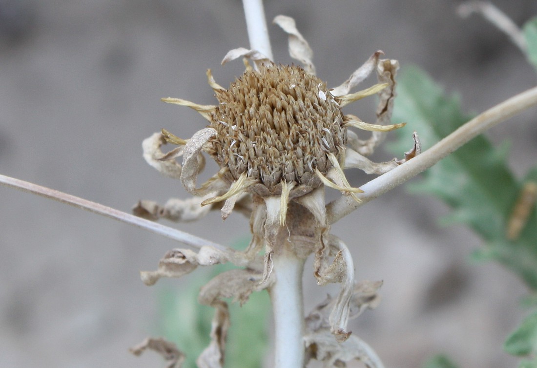 Изображение особи Anvillea garcinii.