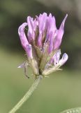 genus Astragalus