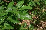 genus Quercus. Верхушка побега с погрызенными листьями. Грузия, край Самцхе-Джавахети, Ахалцихский муниципалитет, левый борт р. Цинубанисцкали, 1,8 км выше по течению от горячего источника Цинубани, гребень небольшого отрога, выс. 1160 м н.у.м., роща. 9 июня 2026 г.