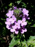 Hesperis matronalis. Соцветие. Хабаровский край, г. Комсомольск-на-Амуре, Силинский лесопарк, обочина грунтовой дороги. 13.06.2026.