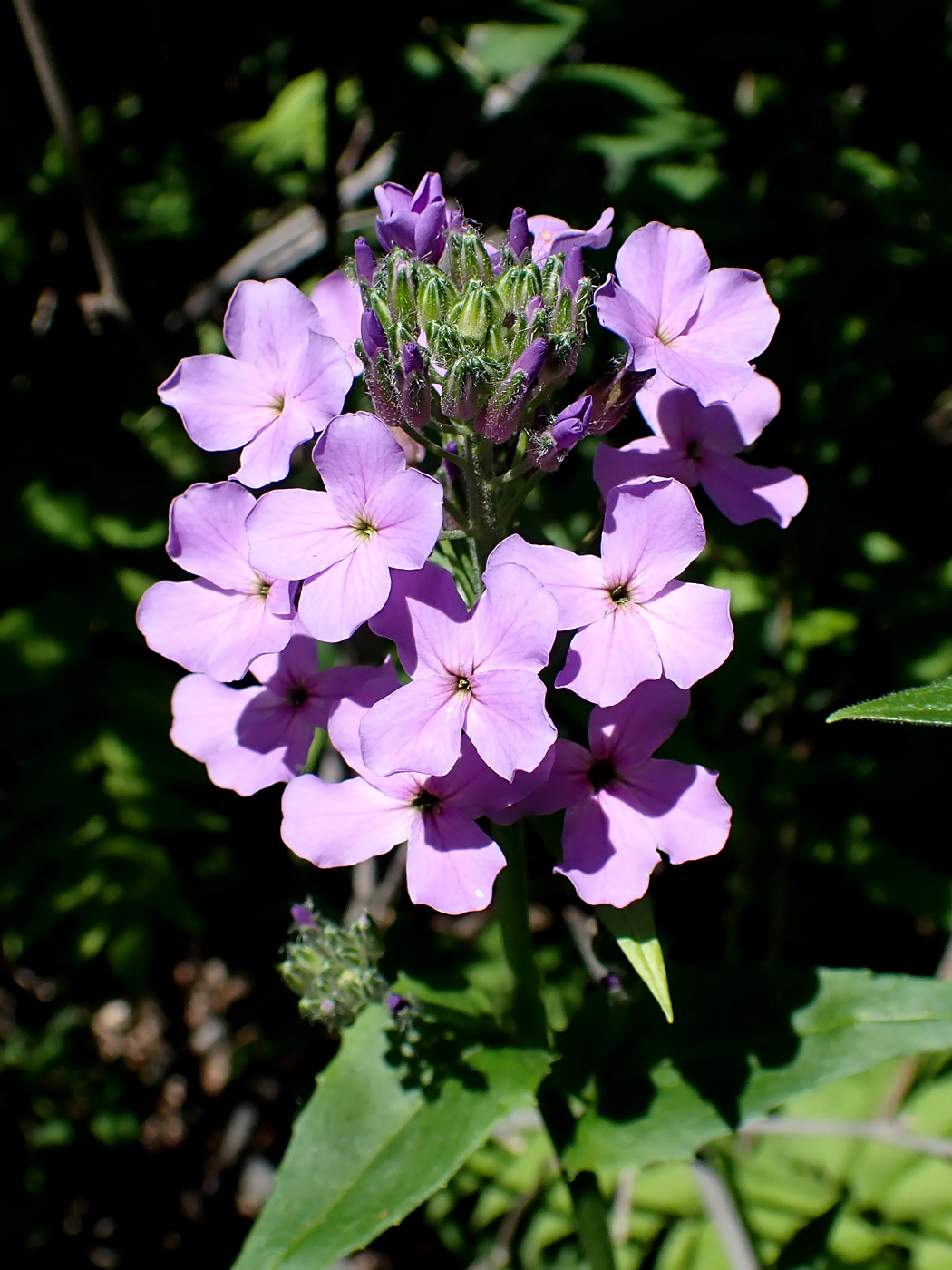 Изображение особи Hesperis matronalis.