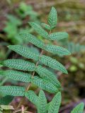 Sorbaria rhoifolia