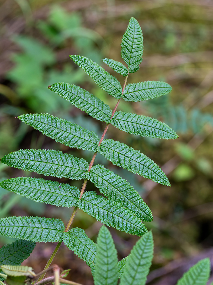 Изображение особи Sorbaria rhoifolia.