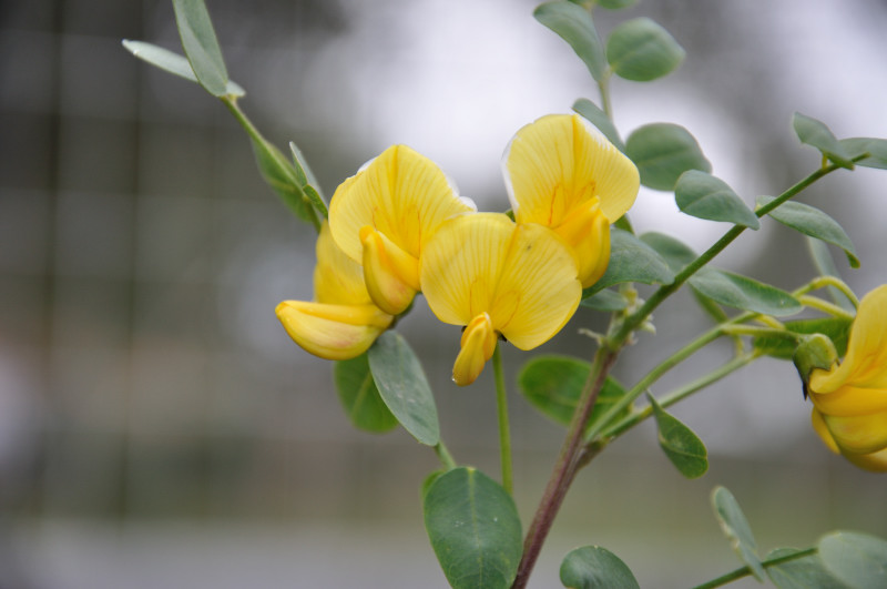 Image of Colutea arborescens specimen.