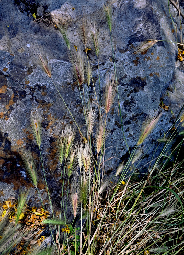 Изображение особи Hordeum leporinum.
