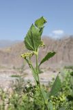Ampelopsis aegirophylla