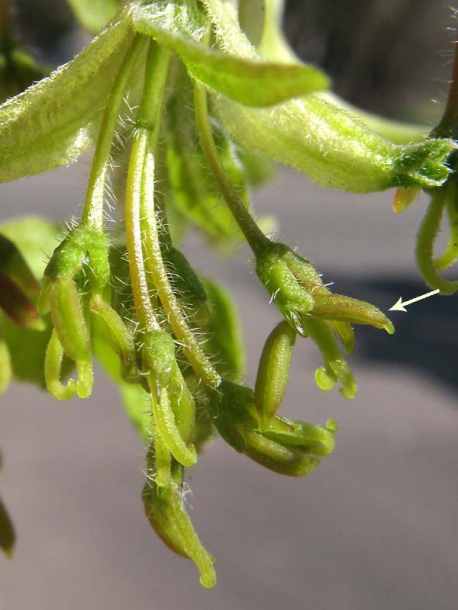 Image of Acer negundo specimen.