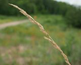 Festuca polesica. Соплодие. Ульяновская обл., Мелекесский р-н, окр. с. Лебяжье, сосновый бор на дюнах, вырубка под ЛЭП. 09.06.2024.