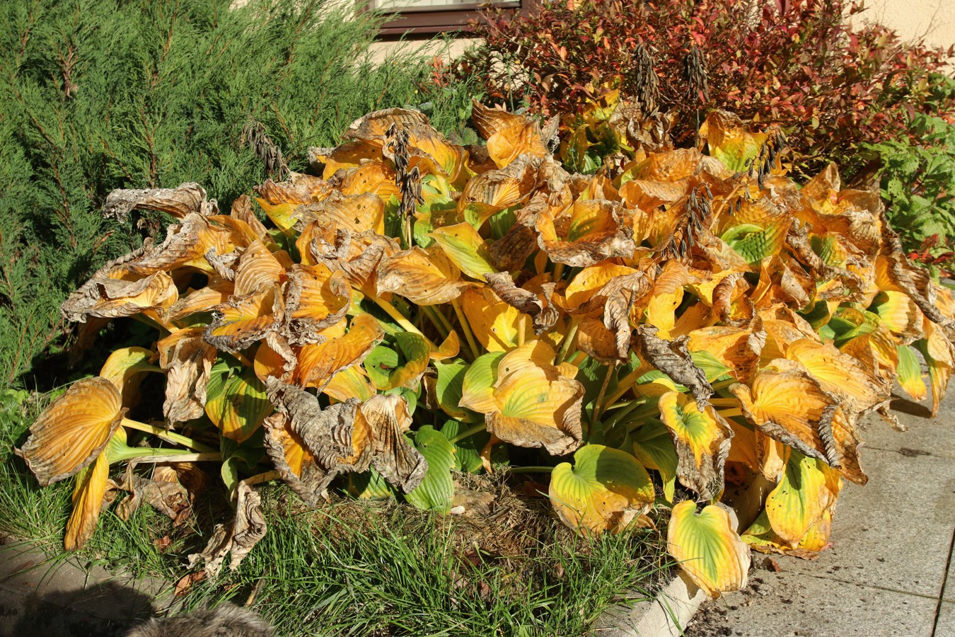 Image of genus Hosta specimen.