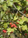 род Crataegus