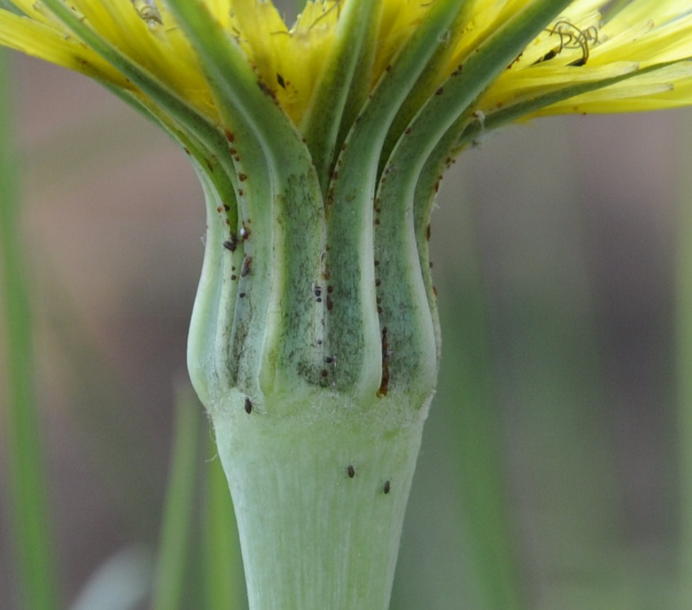 Изображение особи Tragopogon dubius.