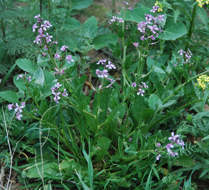 Image of Chorispora tenella specimen.