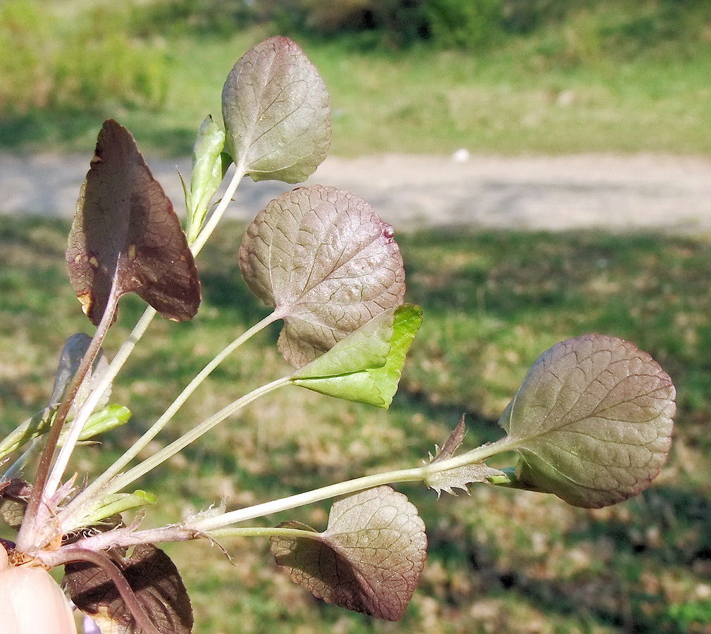 Изображение особи Viola sacchalinensis.