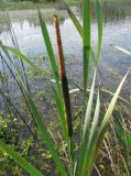 Typha latifolia. Верхушка цветущего растения. Ярославская обл., Пошехонский р-н, Рыбинское водохранилище, залив по р. Ухра. 12.06.2011.