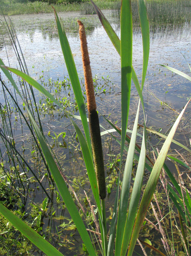 Изображение особи Typha latifolia.