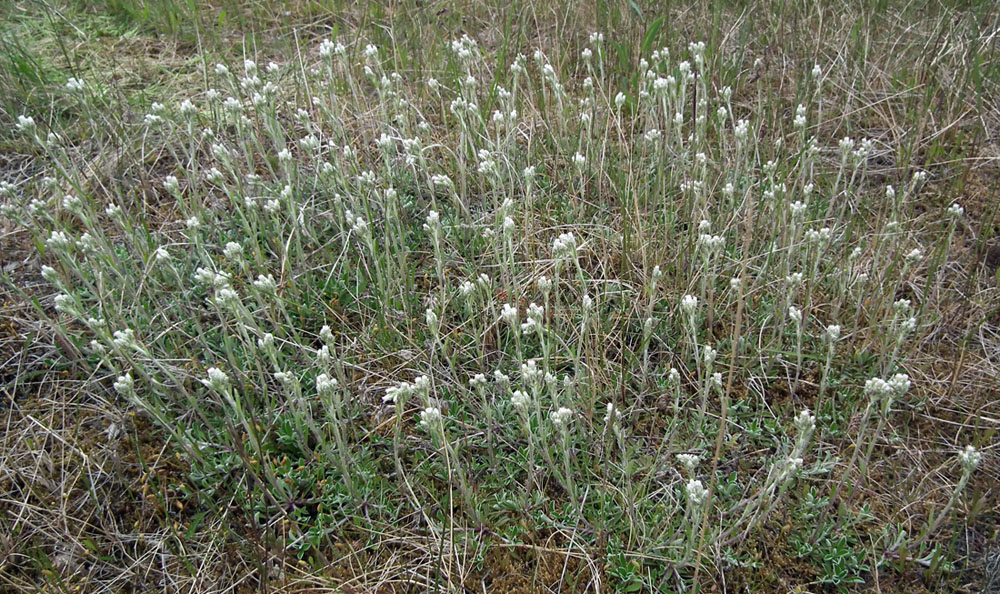 Изображение особи Antennaria dioica.