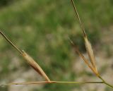 Stipa korshinskyi