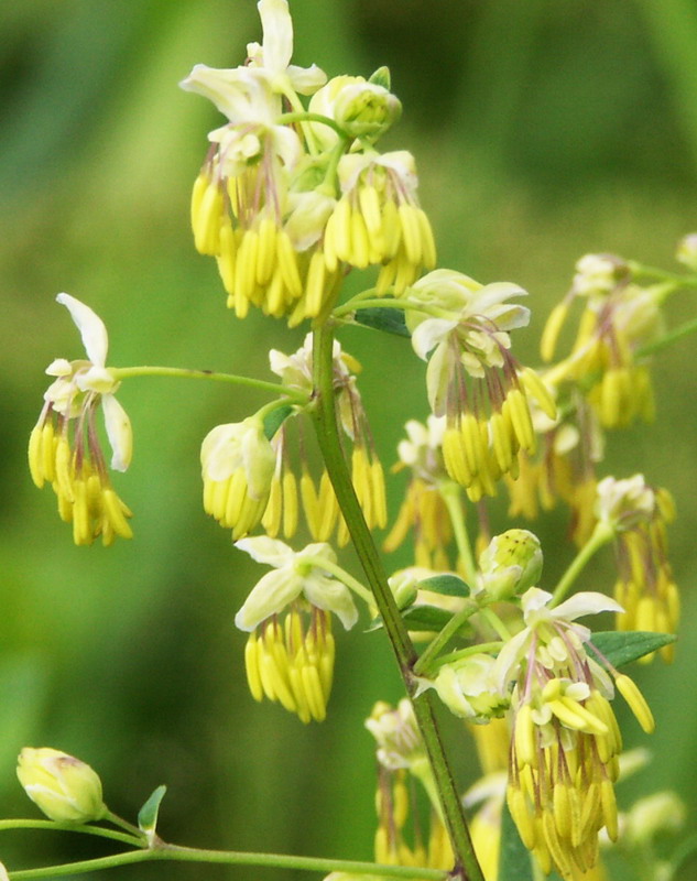 Изображение особи Thalictrum simplex.