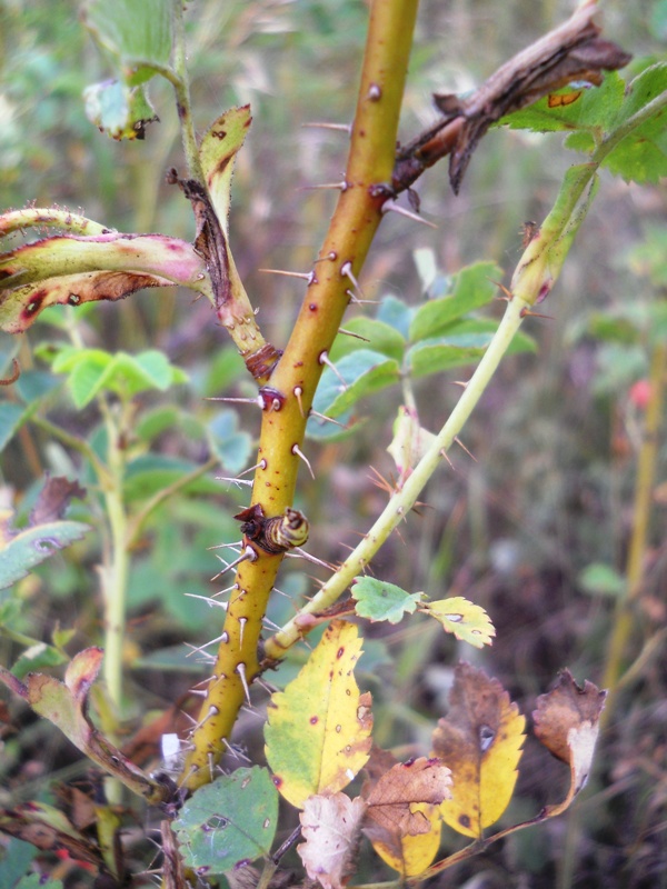 Изображение особи Rosa acicularis.