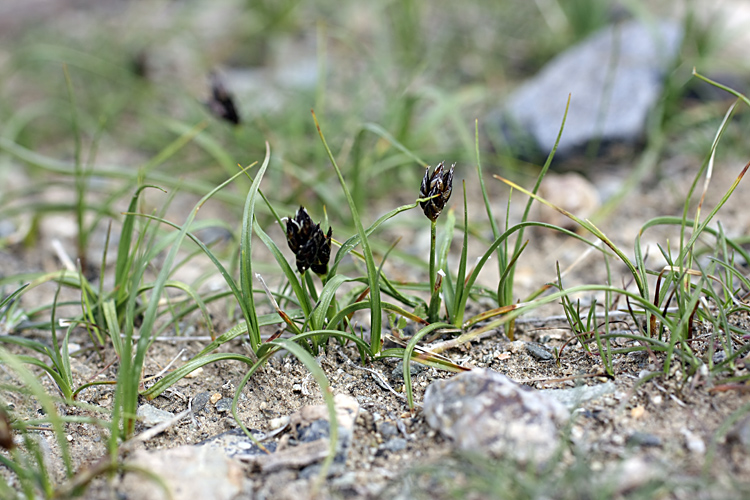 Изображение особи Carex pachystylis.