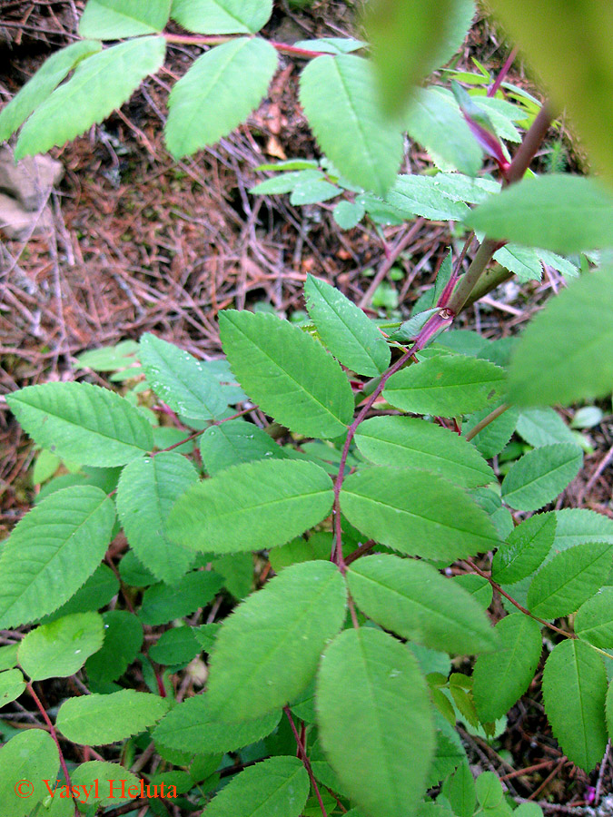 Image of Rosa pendulina specimen.