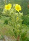 Potentilla callieri. Цветущее растение. Краснодарский край, Черноморское побережье Кавказа, Новороссийск, южный склон г. Лысой-Новороссийской, горная степь. 19.06.2011.