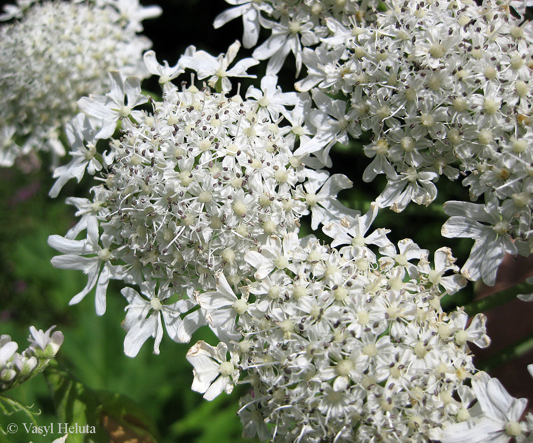 Изображение особи Heracleum mantegazzianum.